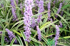 麥冬泡水喝的功效有哪些？麥冬泡水有什么禁忌？