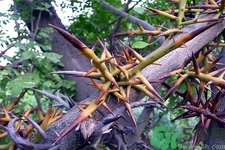 皂角刺的藥用價值是什么？皂角刺的功效與作用有哪些？