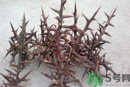 皂角刺的藥用價值是什么？皂角刺的功效與作用有哪些？