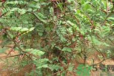 皂角刺的藥用價值是什么？皂角刺的功效與作用有哪些？