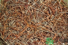 皂角刺的藥用價值是什么？皂角刺的功效與作用有哪些？