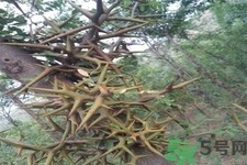 皂角刺的藥用價值是什么？皂角刺的功效與作用有哪些？