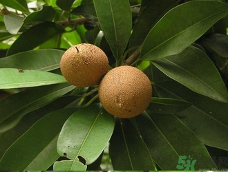 人心果的功效作用 人心果的營養(yǎng)和食用禁忌 人心果的功效作用 人心果的營養(yǎng)和食用禁忌