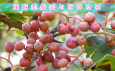 大紅袍花椒好不好 大紅袍花椒適合做什么菜