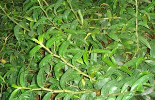 鐵皮石斛怎么吃？鐵皮石斛的功效與作用