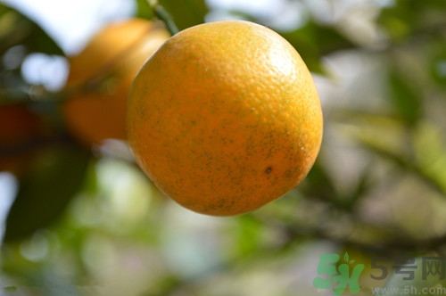 橘子沒(méi)熟可以吃嗎?橘子沒(méi)熟吃了會(huì)怎么樣 橘子沒(méi)熟可以吃嗎?橘子沒(méi)熟吃了會(huì)怎么樣