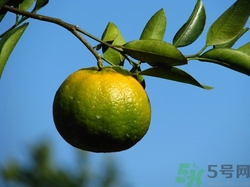 橘子沒(méi)熟可以吃嗎?橘子沒(méi)熟吃了會(huì)怎么樣 橘子沒(méi)熟可以吃嗎?橘子沒(méi)熟吃了會(huì)怎么樣