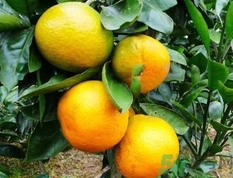 橘子沒(méi)熟可以吃嗎?橘子沒(méi)熟吃了會(huì)怎么樣 橘子沒(méi)熟可以吃嗎?橘子沒(méi)熟吃了會(huì)怎么樣