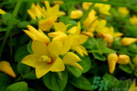 過路黃的功效作用 過路黃的營(yíng)養(yǎng)價(jià)值