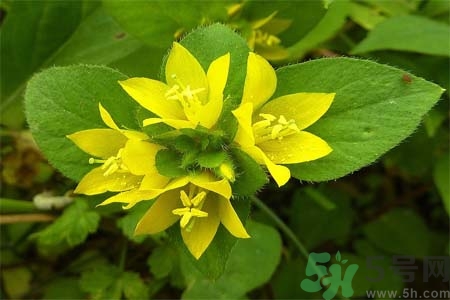 過路黃的功效作用 過路黃的營(yíng)養(yǎng)價(jià)值