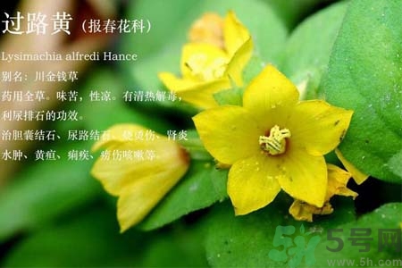 過路黃的功效作用 過路黃的營(yíng)養(yǎng)價(jià)值