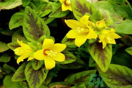 過路黃的功效作用 過路黃的營(yíng)養(yǎng)價(jià)值