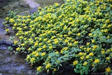 過路黃的功效作用 過路黃的營(yíng)養(yǎng)價(jià)值