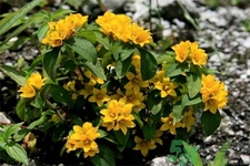 過路黃的功效作用 過路黃的營(yíng)養(yǎng)價(jià)值