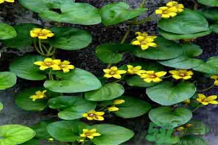 過路黃的功效作用 過路黃的營(yíng)養(yǎng)價(jià)值