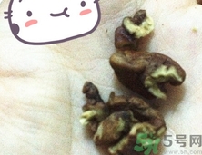 三只松鼠多少錢一袋？三只松鼠價格