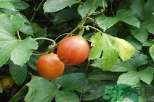 瓜蔞的功效作用 瓜蔞的藥用價(jià)值 瓜蔞的功效作用 瓜蔞的藥用價(jià)值