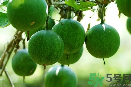 瓜蔞的功效作用 瓜蔞的藥用價(jià)值 瓜蔞的功效作用 瓜蔞的藥用價(jià)值