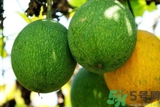 瓜蔞的功效作用 瓜蔞的藥用價(jià)值 瓜蔞的功效作用 瓜蔞的藥用價(jià)值