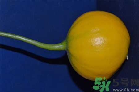 瓜蔞的功效作用 瓜蔞的藥用價(jià)值 瓜蔞的功效作用 瓜蔞的藥用價(jià)值