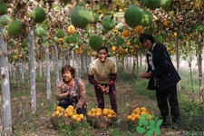 瓜蔞的功效作用 瓜蔞的藥用價(jià)值 瓜蔞的功效作用 瓜蔞的藥用價(jià)值