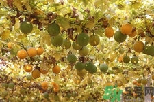 瓜蔞的功效作用 瓜蔞的藥用價(jià)值 瓜蔞的功效作用 瓜蔞的藥用價(jià)值