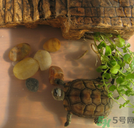 家里養(yǎng)烏龜好不好？家里養(yǎng)烏龜有什么講究？