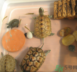 家里養(yǎng)烏龜好不好？家里養(yǎng)烏龜有什么講究？