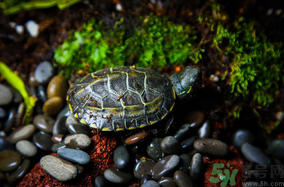 家里養(yǎng)烏龜好不好？家里養(yǎng)烏龜有什么講究？