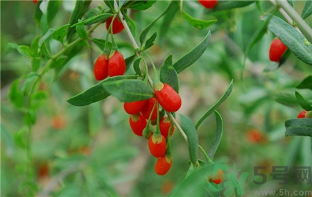 枸杞發(fā)粘還能吃嗎?枸杞發(fā)粘怎么辦? 枸杞發(fā)粘還能吃嗎?枸杞發(fā)粘怎么辦?