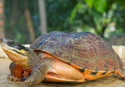 家里養(yǎng)烏龜好不好？家里養(yǎng)烏龜有什么講究？