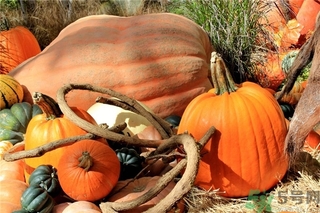 秋燥吃什么好？秋燥怎么辦？