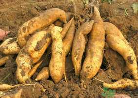 地瓜可以和蝦一起吃嗎？地瓜和什么不能一起吃？