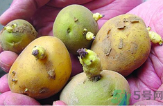 土豆發(fā)芽了還能吃嗎？發(fā)芽的土豆吃了會怎么樣？