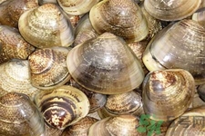 花蛤怎么洗？生取蛤肉的方法有哪些？