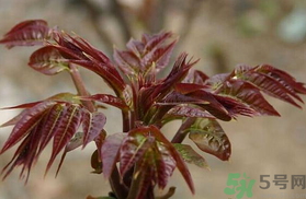 孕婦可以吃香椿嗎？孕婦吃香椿的好處及注意事項(xiàng)