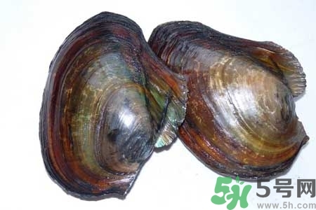 如何挑選河蚌？河蚌的營(yíng)養(yǎng)價(jià)值？