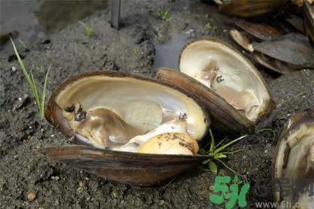 如何挑選河蚌？河蚌的營(yíng)養(yǎng)價(jià)值？