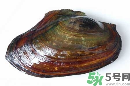 如何挑選河蚌？河蚌的營(yíng)養(yǎng)價(jià)值？