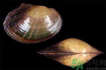 如何挑選河蚌？河蚌的營(yíng)養(yǎng)價(jià)值？
