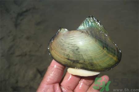 如何挑選河蚌？河蚌的營(yíng)養(yǎng)價(jià)值？