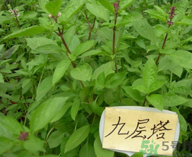 九層塔是什么菜？九層塔的功效與作用