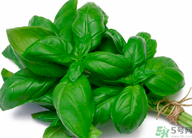 九層塔是什么菜？九層塔的功效與作用