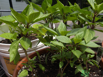 九層塔是什么菜？九層塔的功效與作用