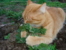 貓薄荷是什么？貓薄荷對(duì)貓有什么作用？