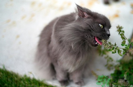 貓薄荷是什么？貓薄荷對(duì)貓有什么作用？