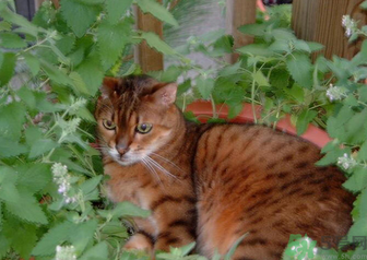 貓薄荷對貓有危害嗎？使用貓薄荷的注意事項