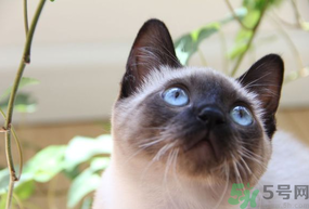 貓薄荷對貓有危害嗎？使用貓薄荷的注意事項