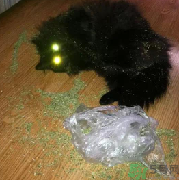 貓薄荷怎么用？貓薄荷和薄荷的區(qū)別