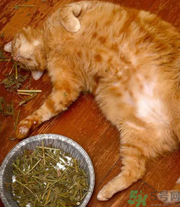 貓薄荷怎么用？貓薄荷和薄荷的區(qū)別